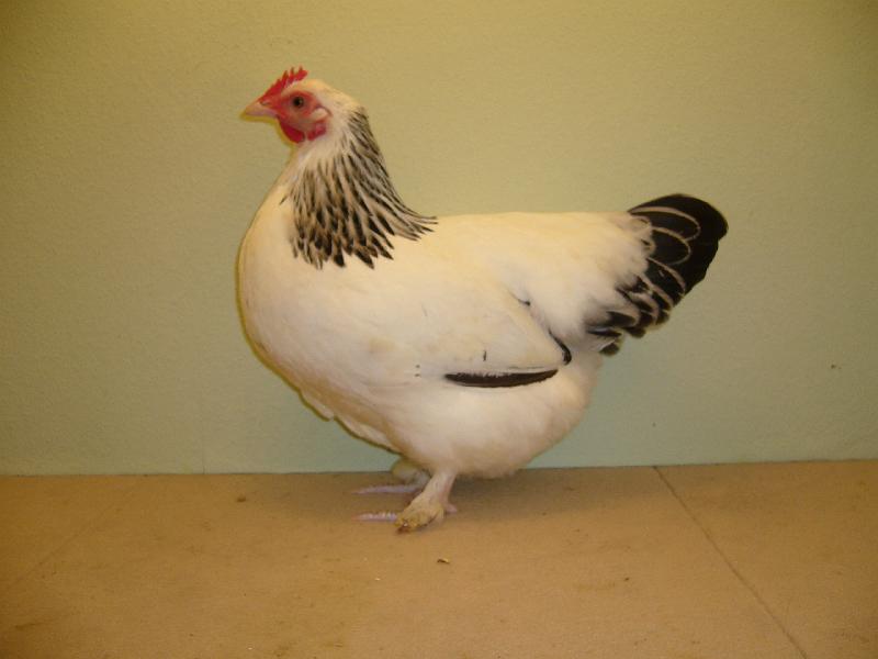 Munster 2009 037.jpg - Zwerg Sundheimer weiß-schwarzcolumbia von Manfred Augustin